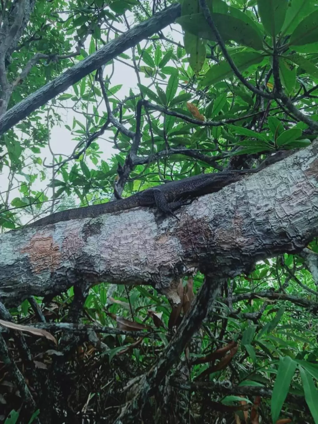 Mangrove or Fireflies Tour in Bintan