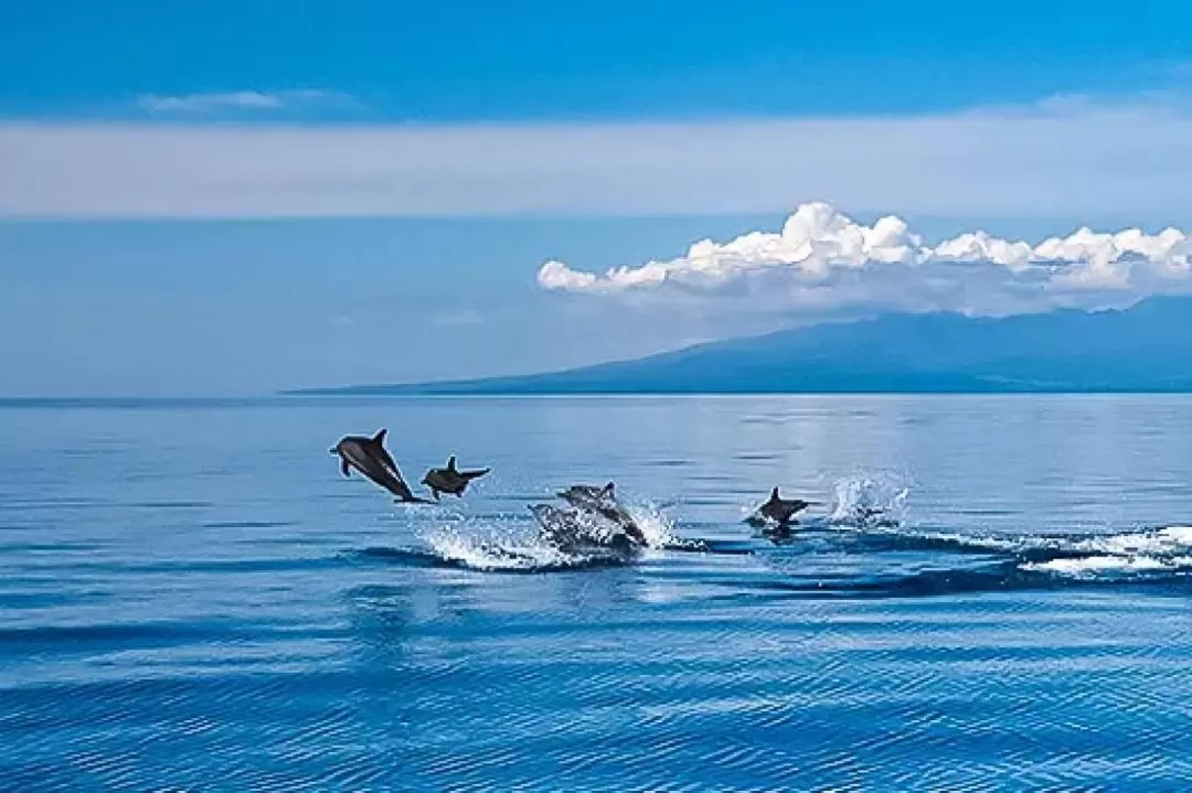 Manjuyod White Sandbar with Dolphin Watching and Sightseeing Join In Tour from Dumaguete