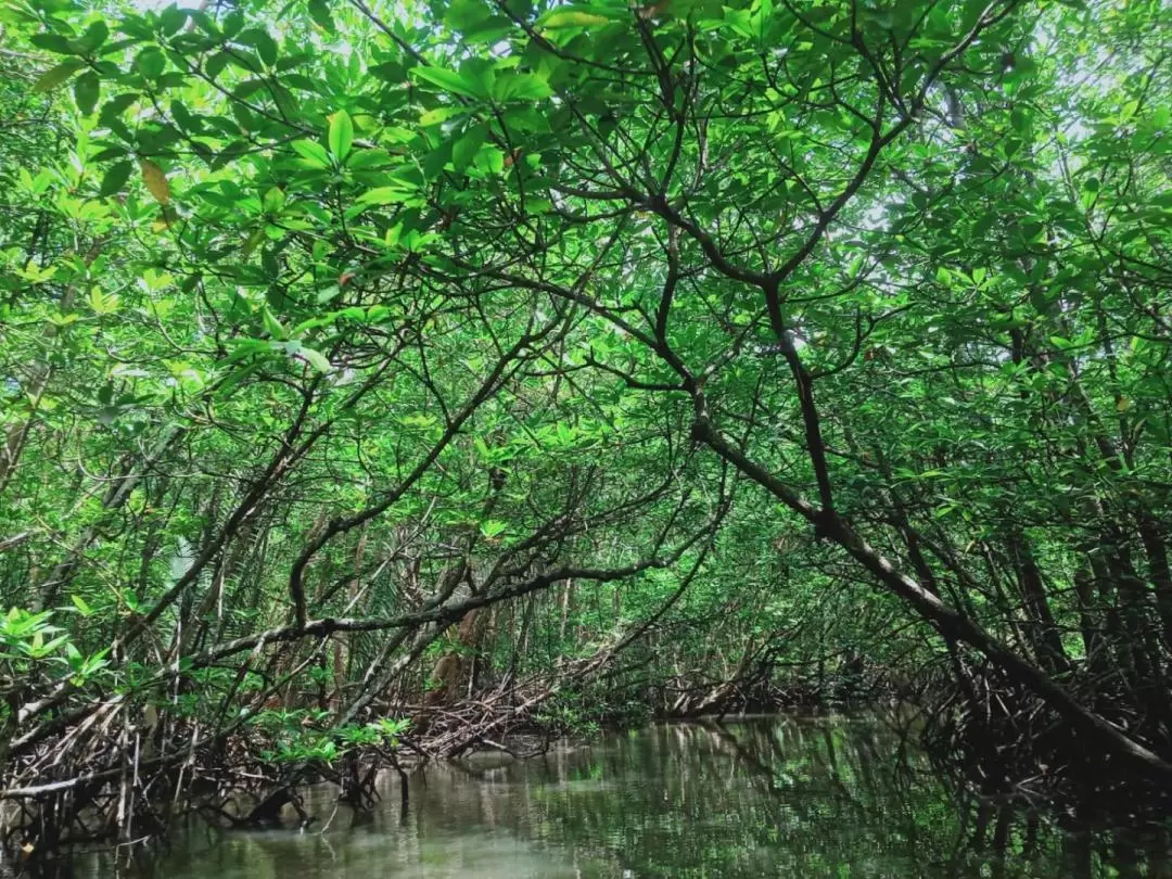 Mangrove or Fireflies Tour in Bintan