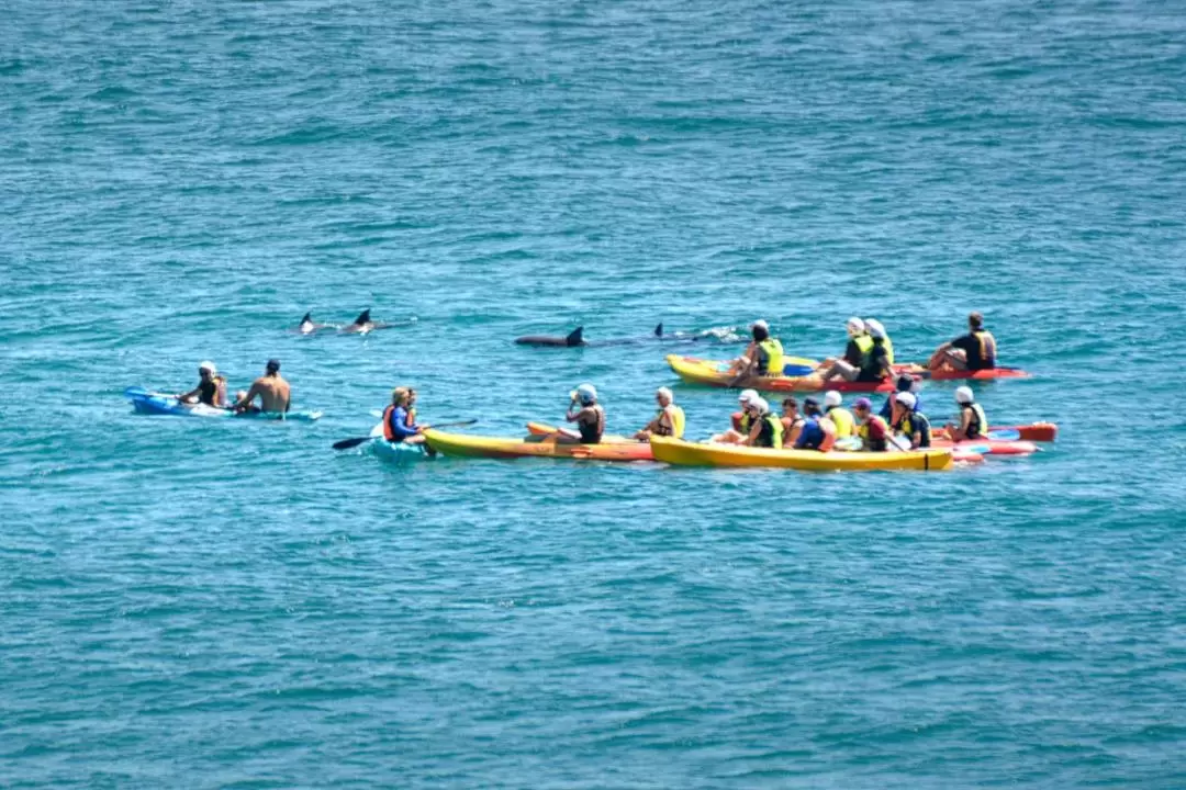 Dolphin Watching and Kayaking Experience from Byron Bay