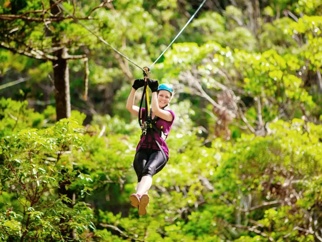 Canyon Flyer Zipline Tour in Tamborine Mountain from Gold Coast