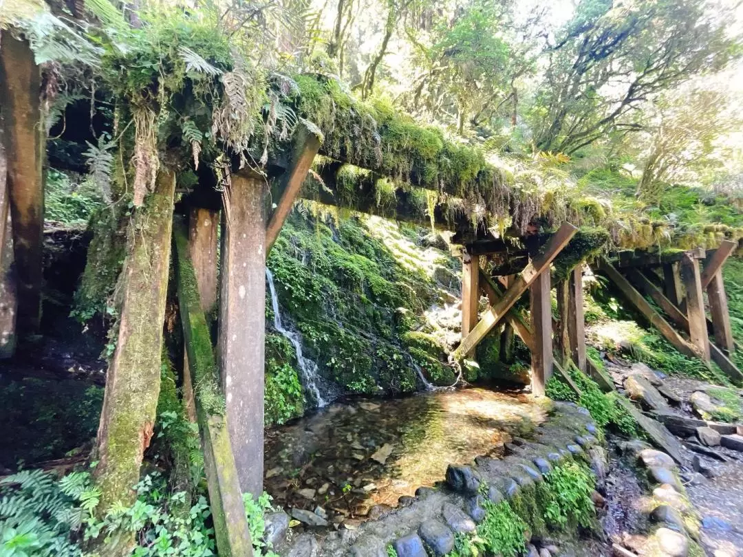 宜蘭太平山国家森林遊楽区 日帰りツアー（台北発）