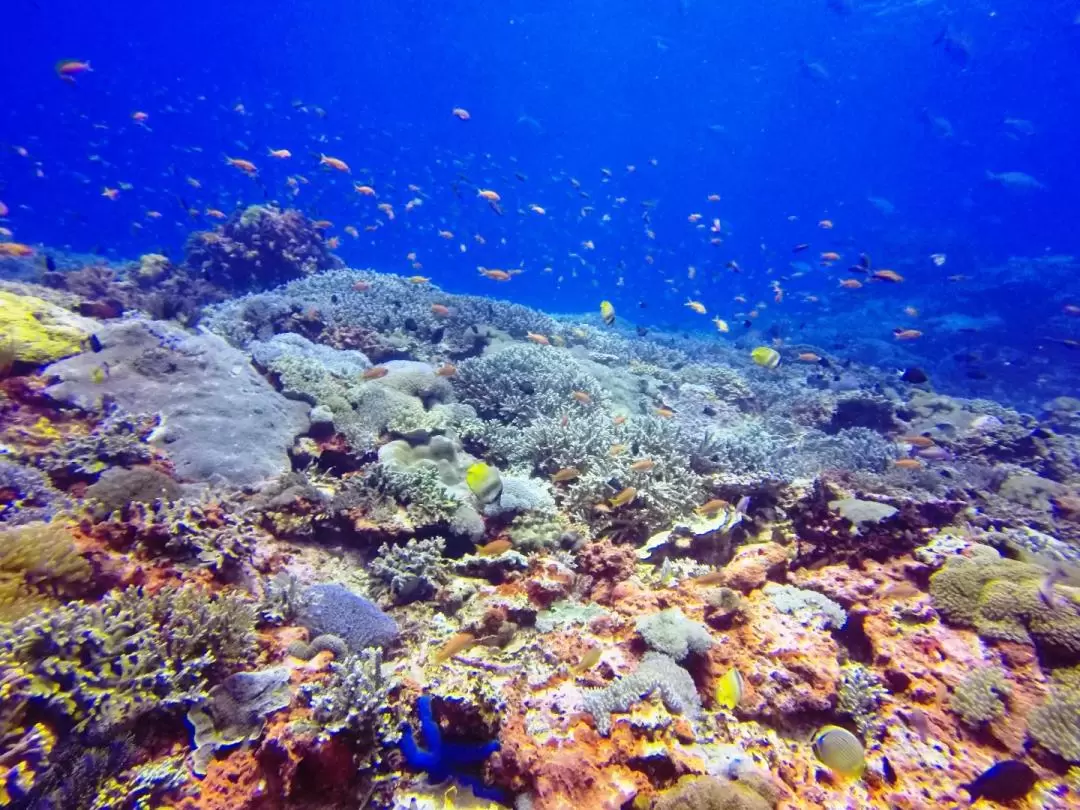 ペニダ島 マンタポイント シュノーケリング体験（バリ / PADI 5スターダイブセンター）