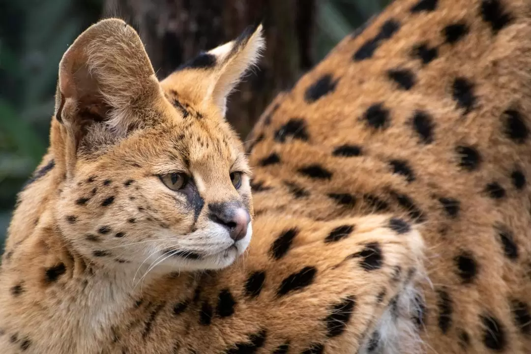 モゴワイルドライフパーク 入園チケット