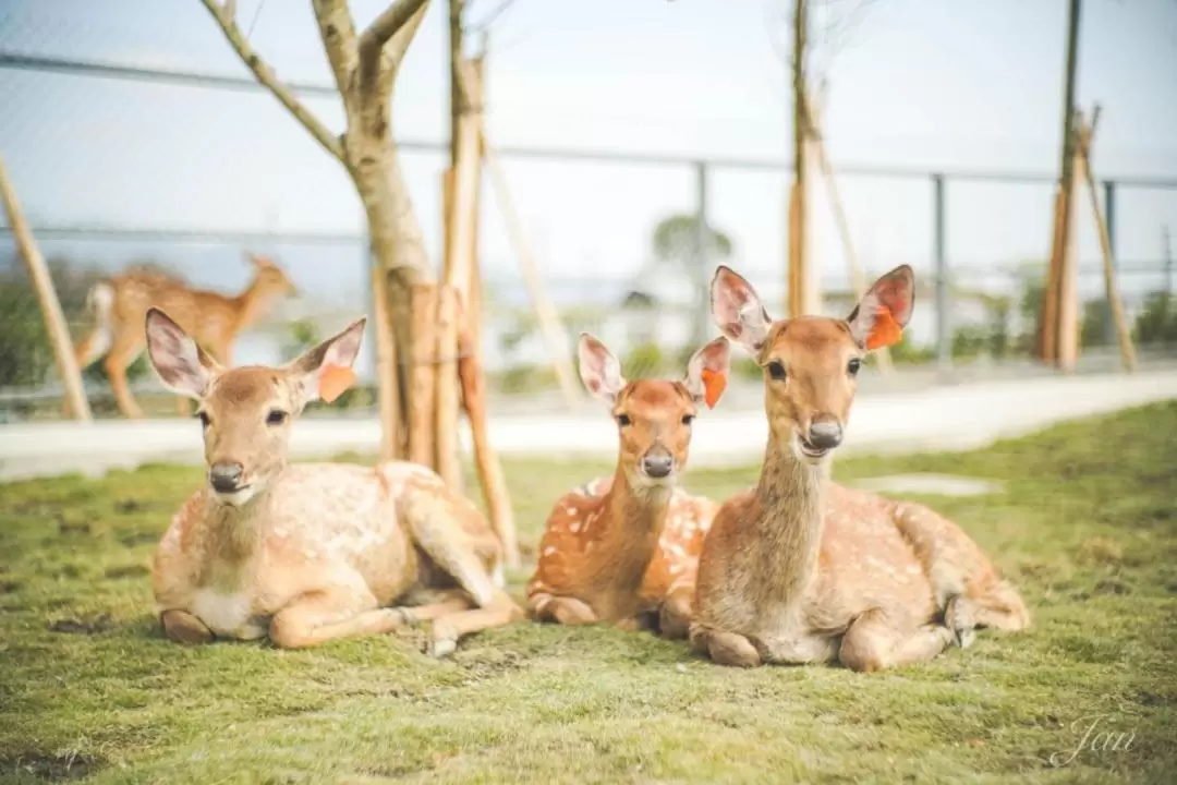 Animal Encounter at Sinbow Leisure Farm in Yilan