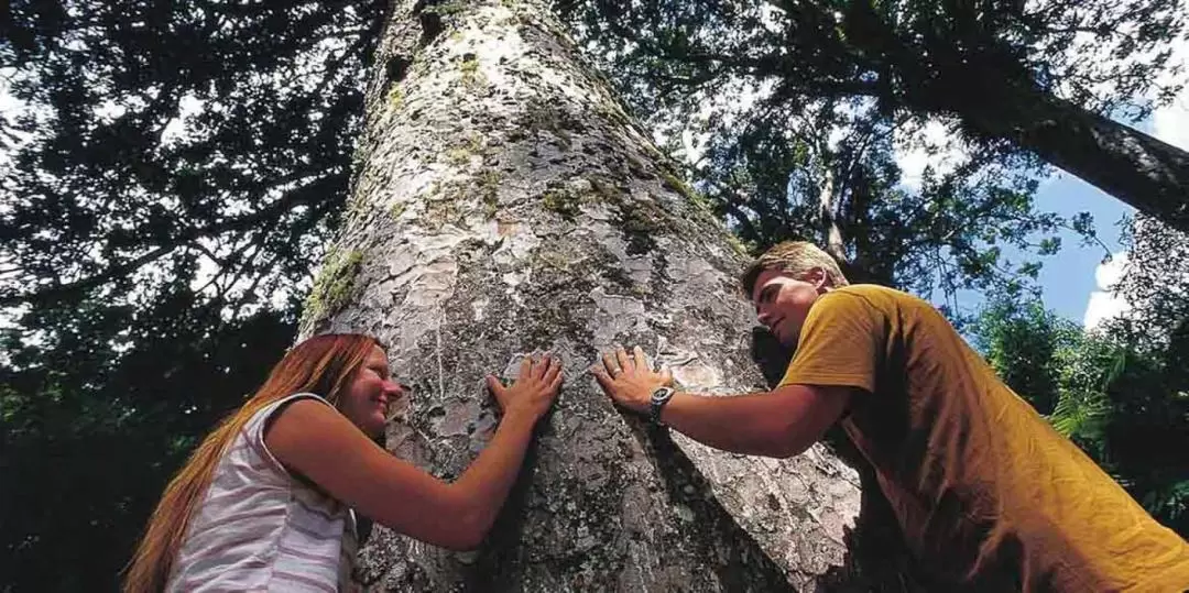 Coromandel Town Guided Day Tour from Auckland