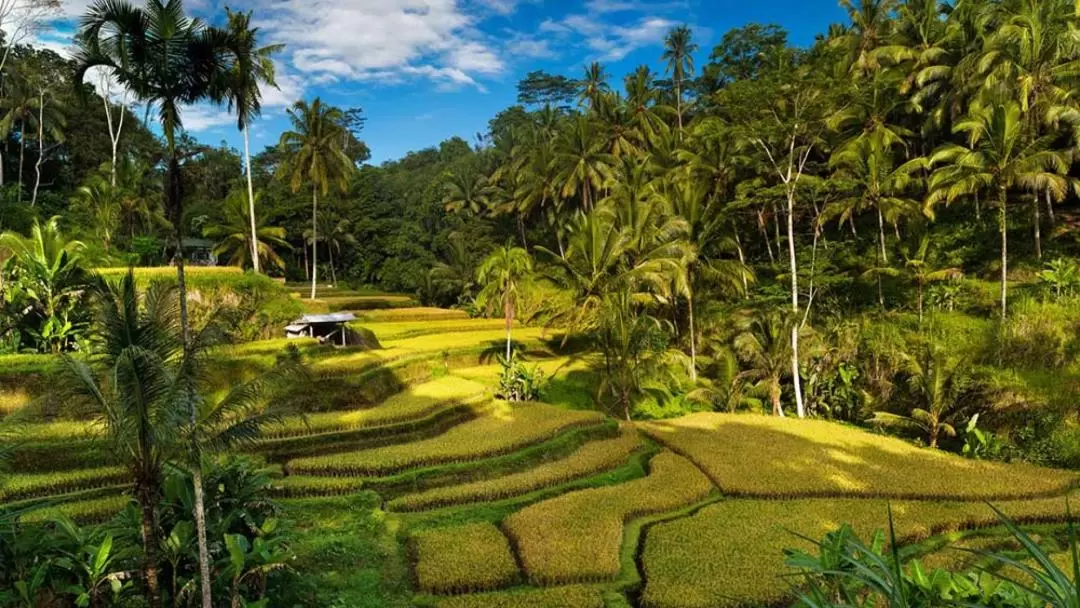 Bali All-In-One Private Trip