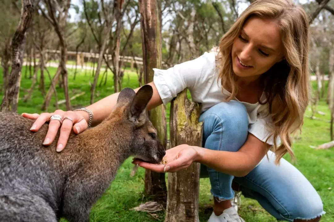 Phillip Island Tour from Melbourne