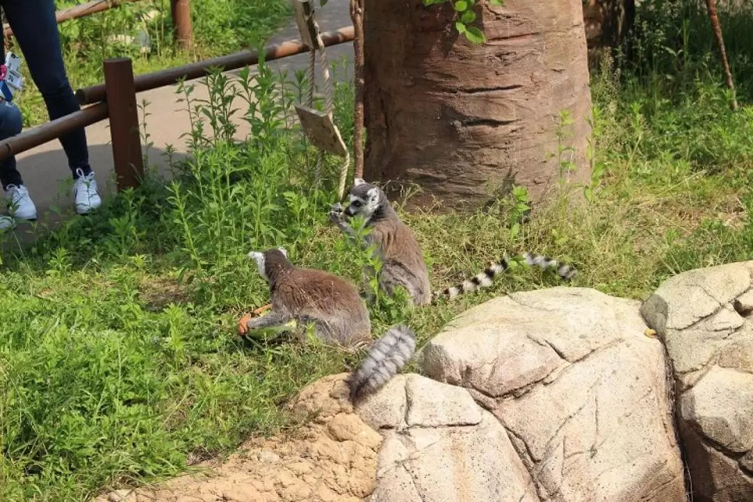 ソウル動物園 入園チケット（京畿道）