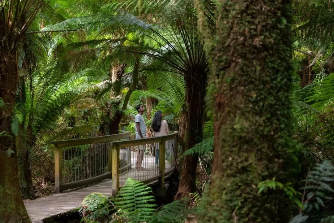 Great Ocean Road All Inclusive Day Tour with Lunch