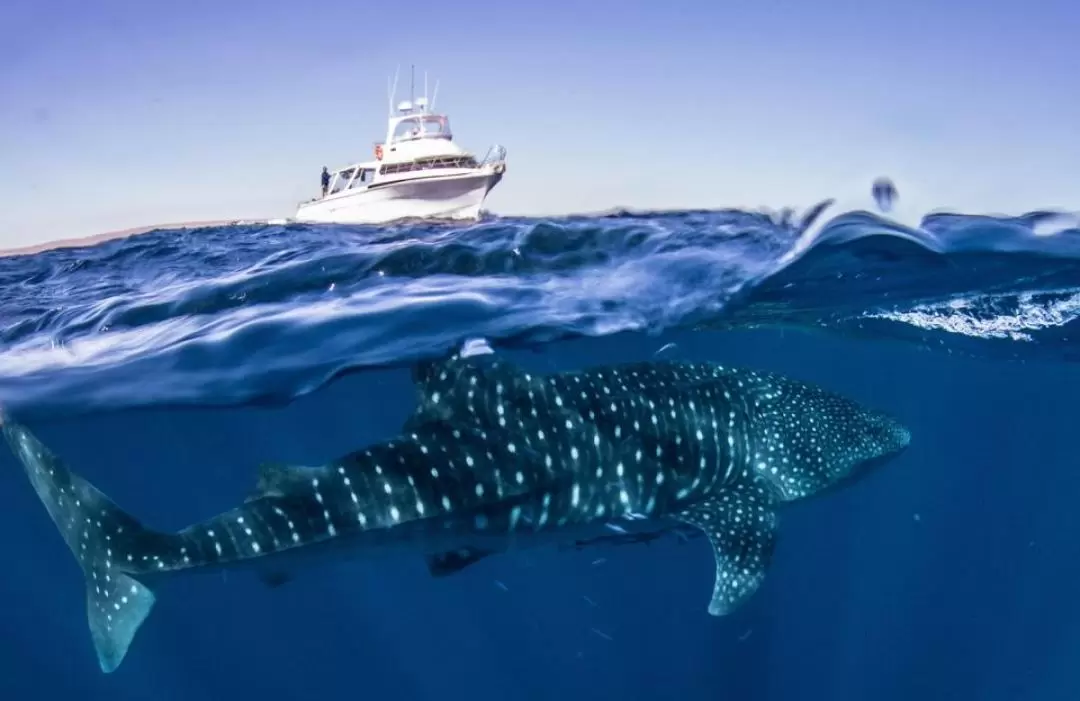 Deluxe Whale Shark Swim in Exmouth