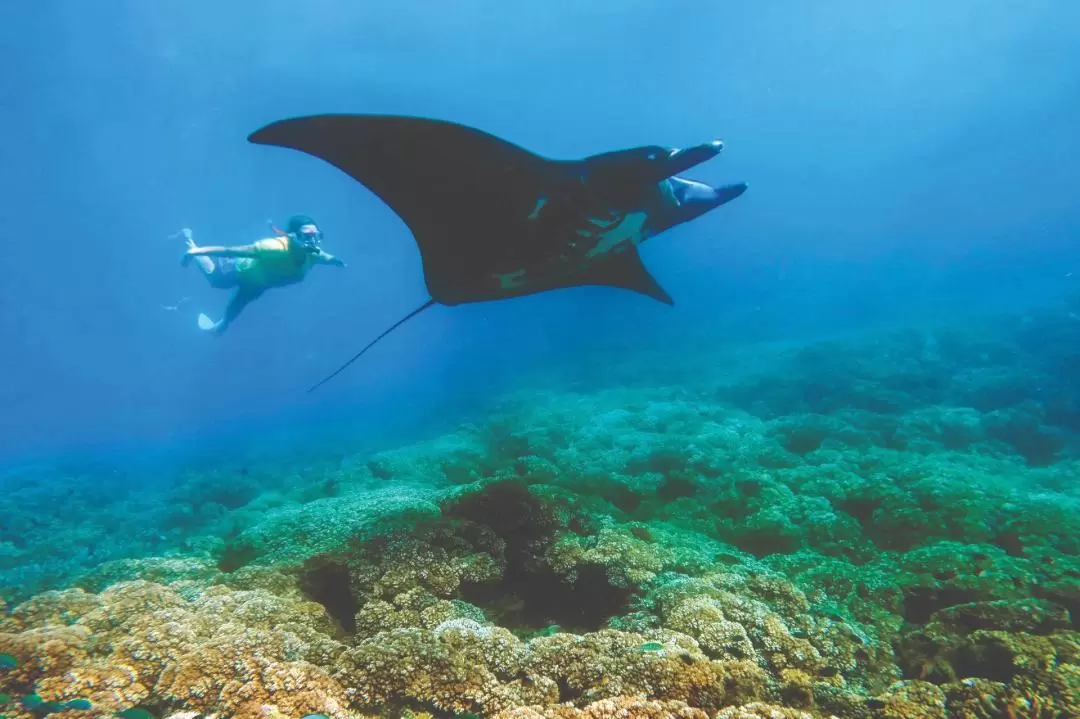 Manta Ray Experience in Fiji 