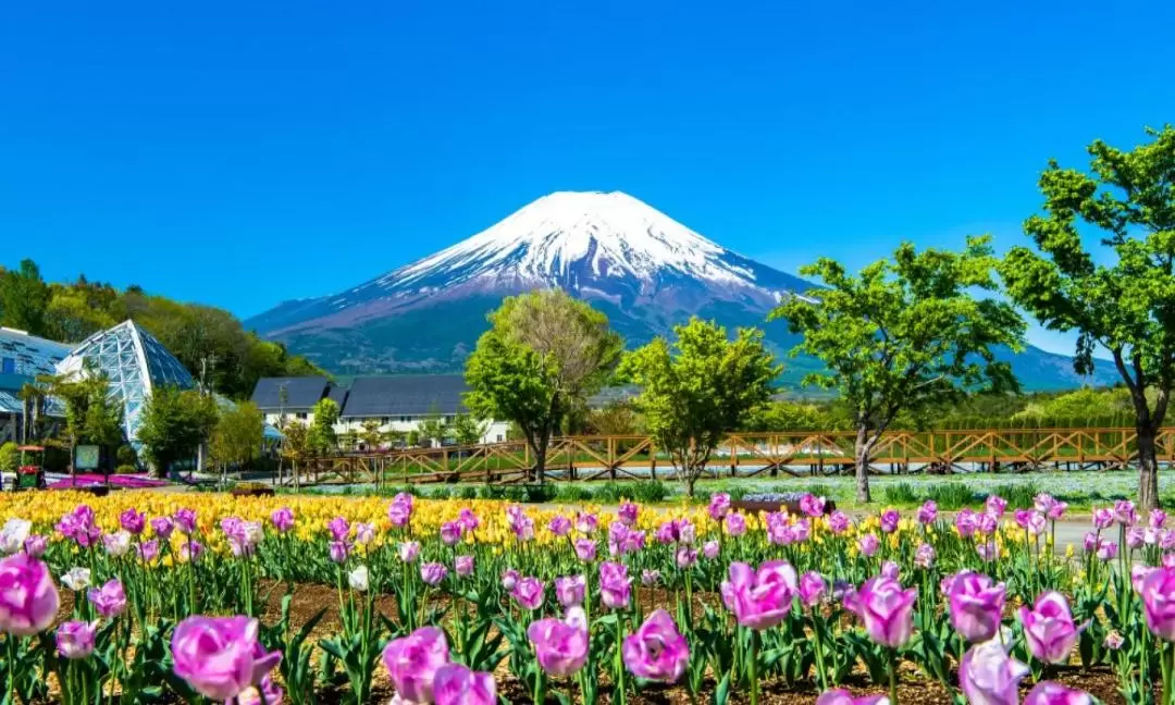 河口湖・富士山花まつりツアー（新宿発 / 富士山パノラマロープウェイ付き）
