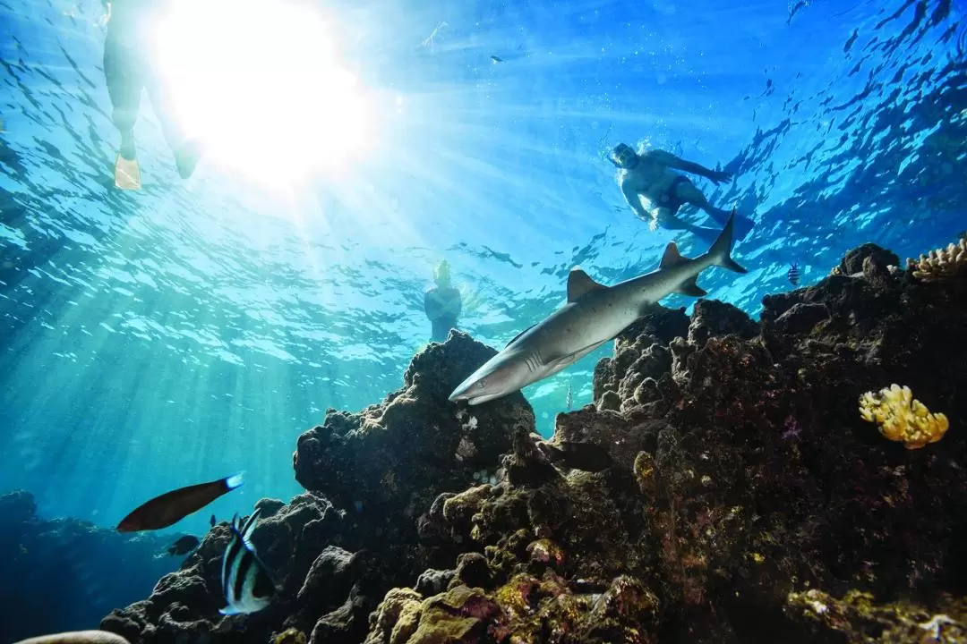 跨塔島與鯊魚共游浮潛體驗