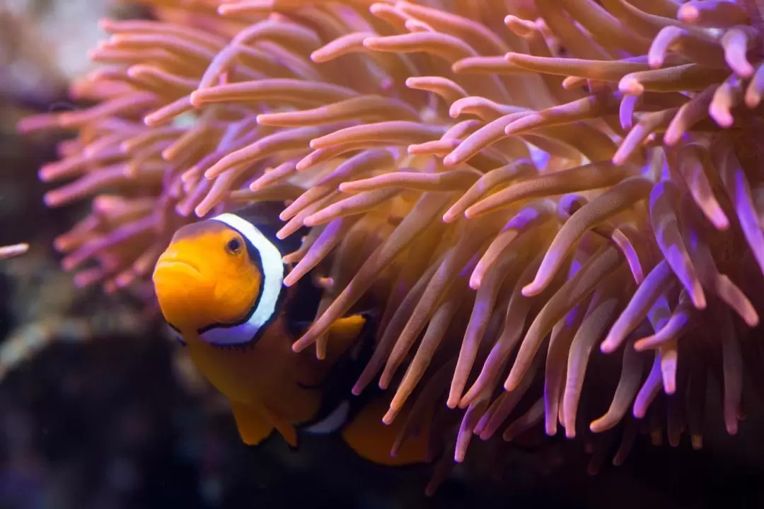 シーライフ水族館 入館チケット（ベルリン）