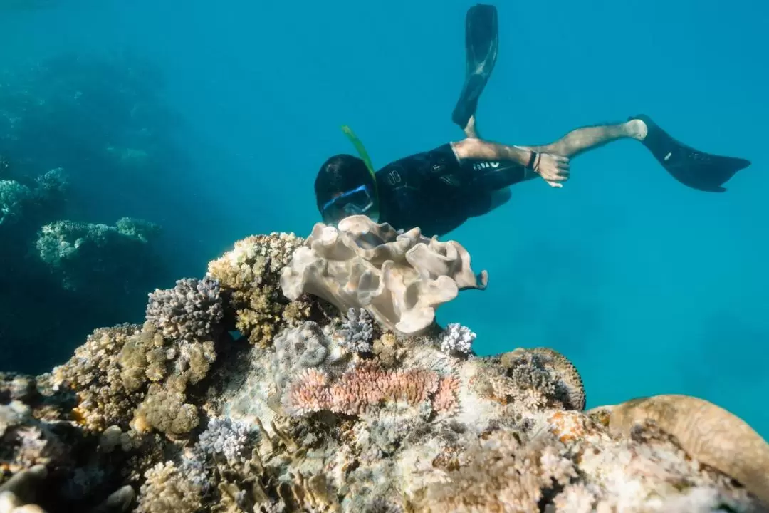 Snorkel Experience in Whitsundays