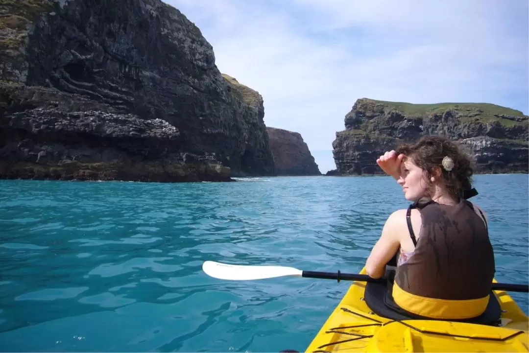 Kayaking and Safari Tour in Akaroa