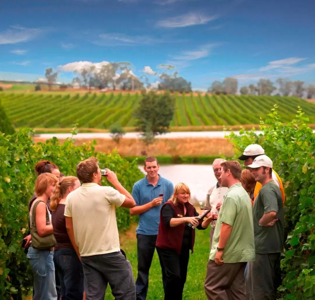 Yarra Valley Wine Experience Day Tour from Melbourne