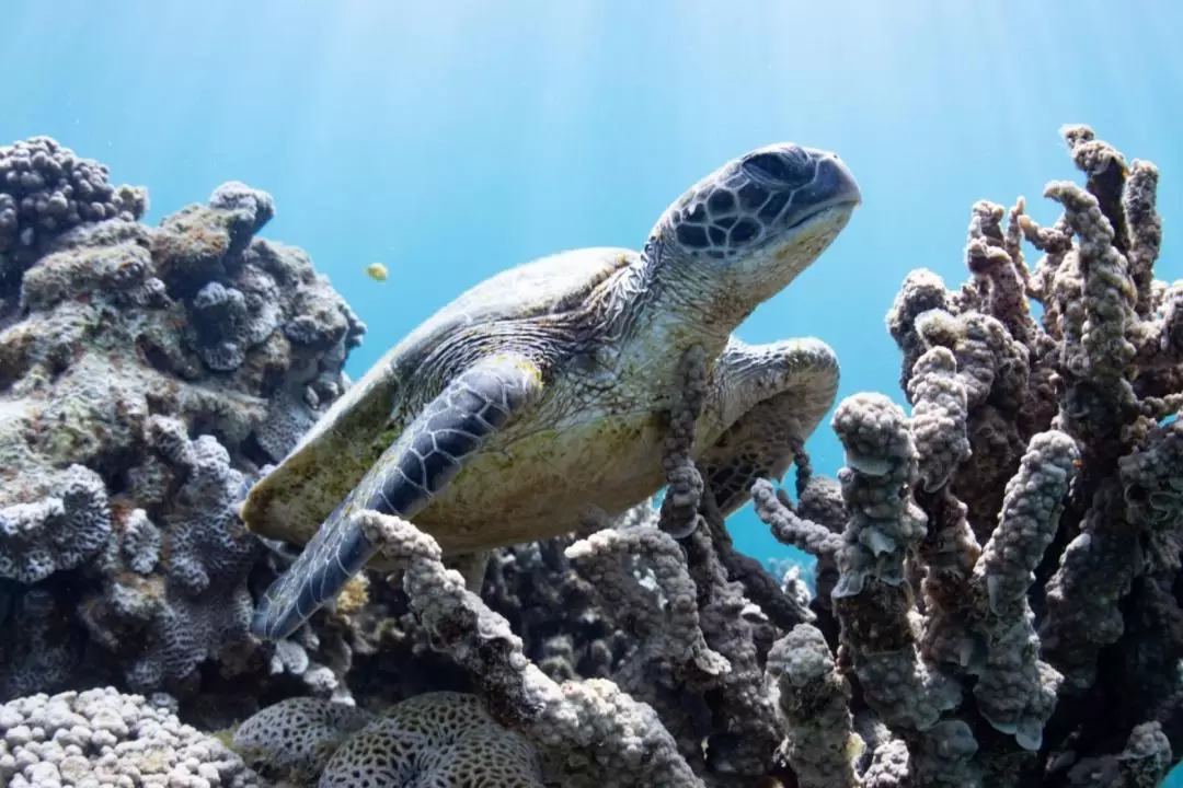 珊瑚灣海龜生態之旅