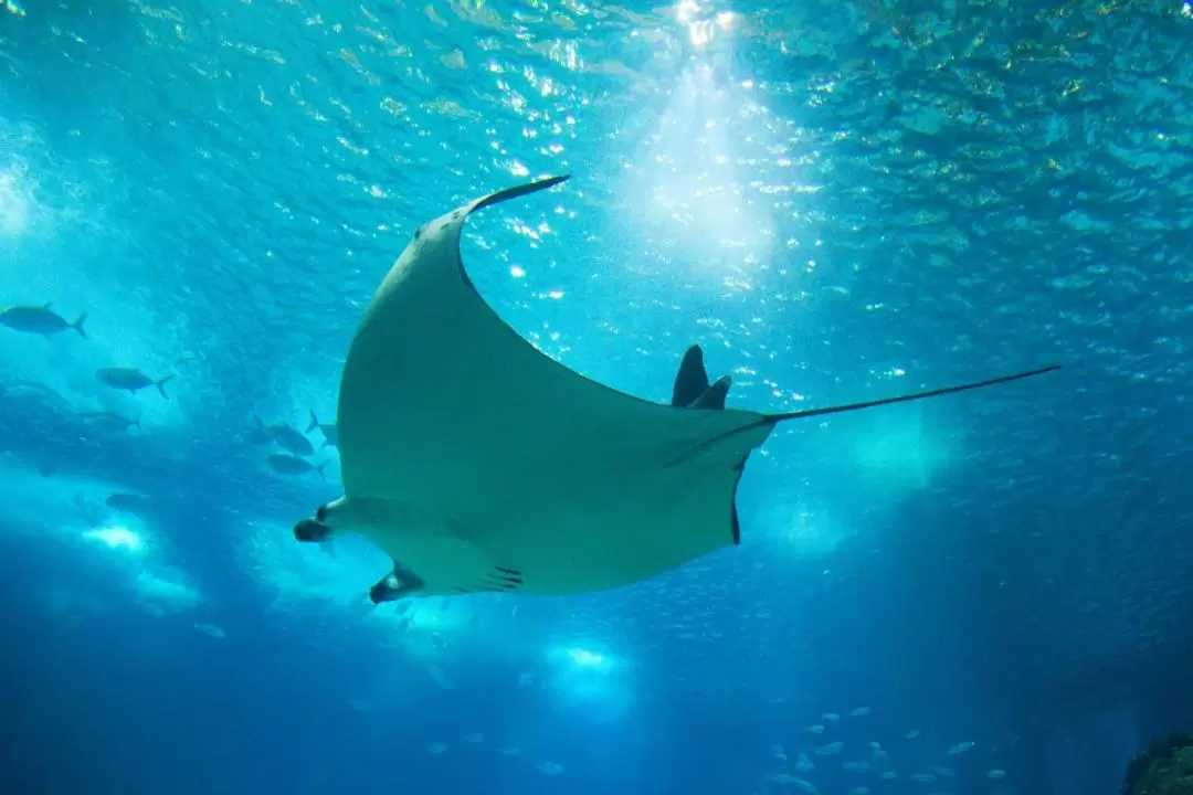 Dubai Aquarium and Underwater Zoo At Dubai Mall