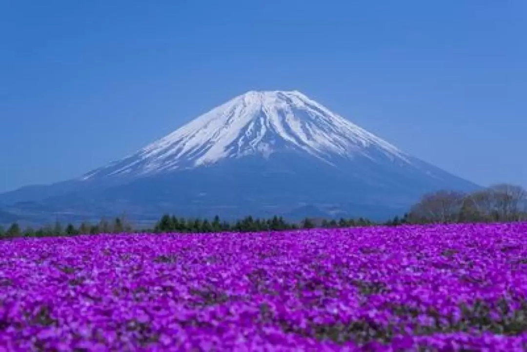 Mount Fuji/Asama Shrine&Oshino Hakkai&Gotemba Outlet/ Hotspring tour