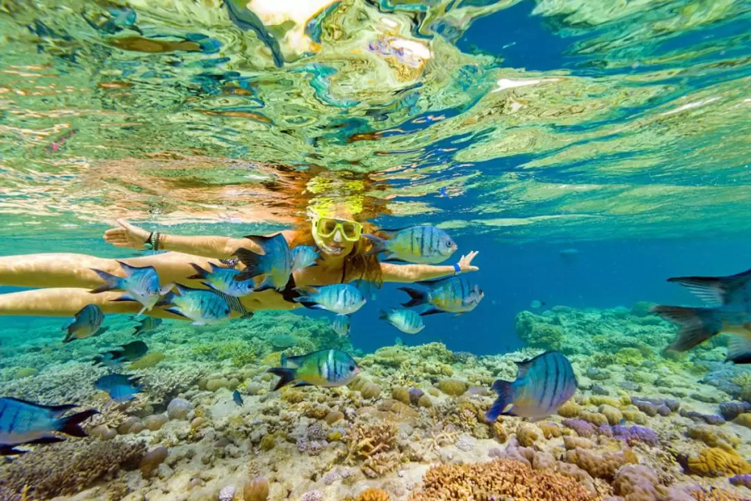 Great Barrier Reef Cruises from Airlie Beach or Hamilton Island