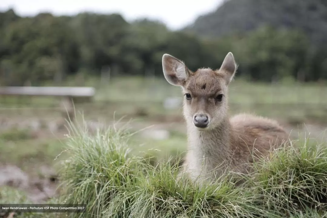 カンポンカイランカウパス 入園チケット（バンドン）