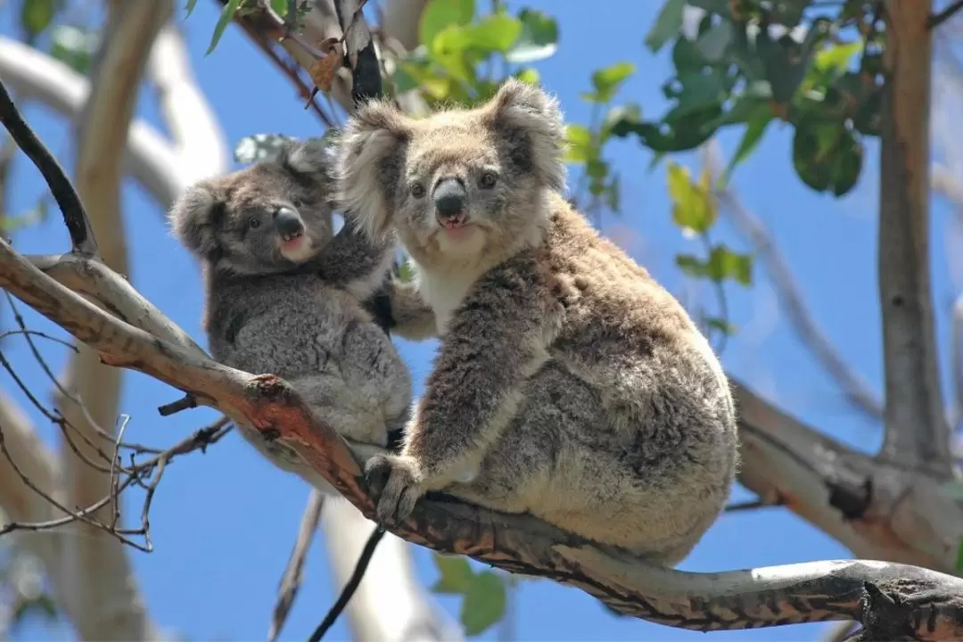 Puffing Billy and Healesville Sanctuary Scenic Tour