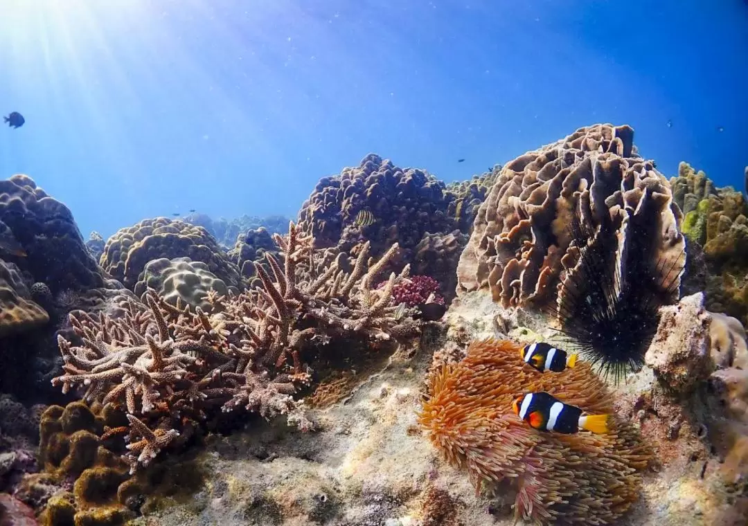 Enjoy Nemo and Pattaya One Day Tour from Bangkok or Pattaya