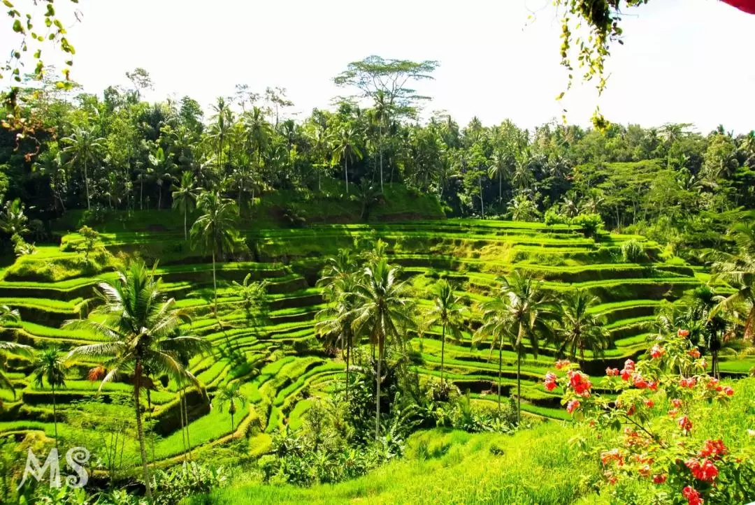 Uluwatu and Ubud Private Trip with Korean Speaking Driver