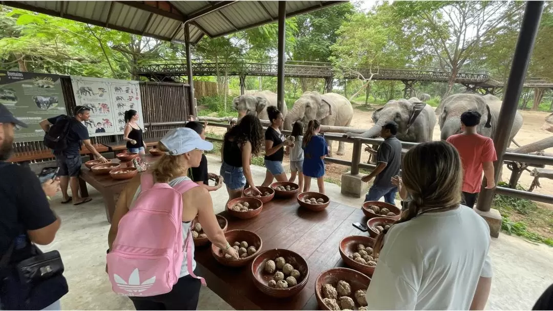 Samui Elephant Kingdom Experience