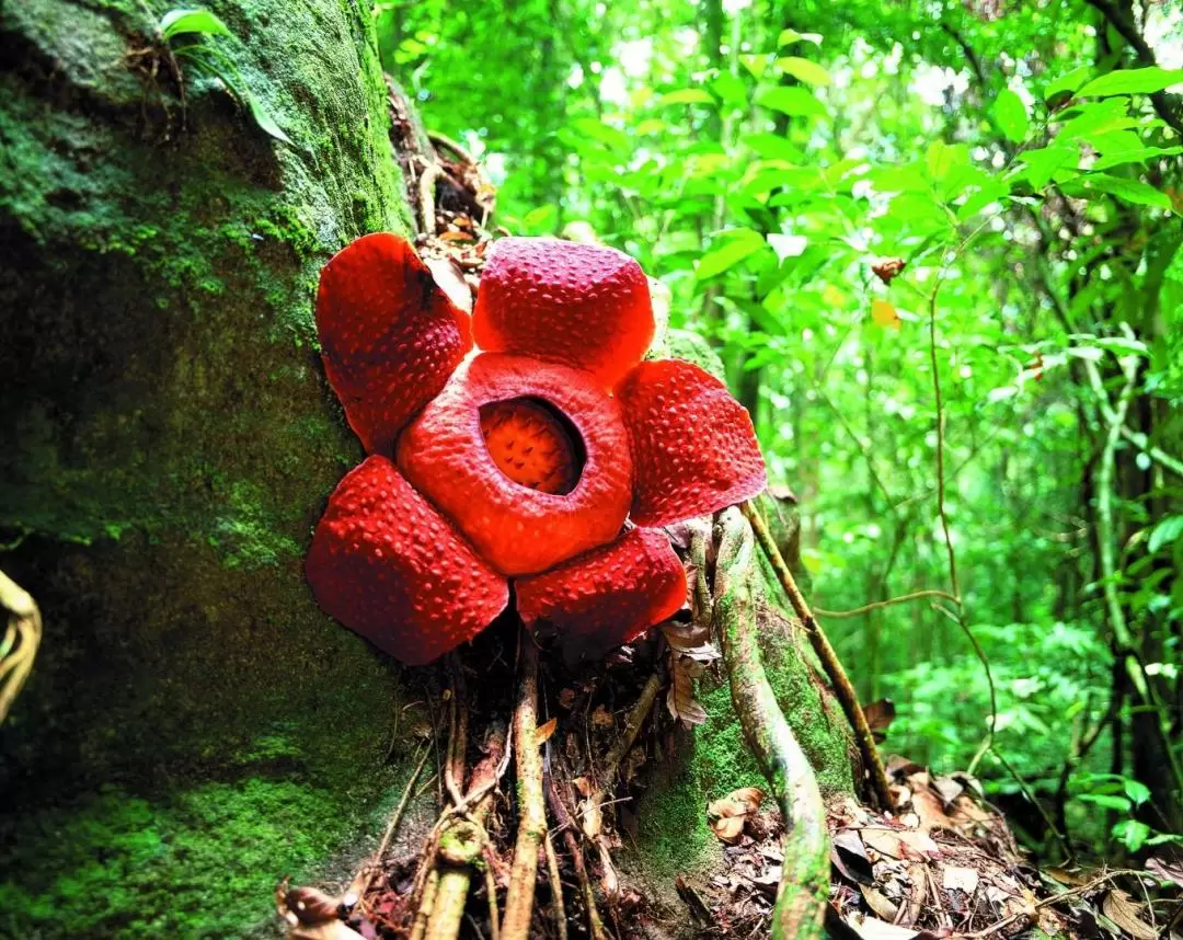 Gunung Gading National Park Day Tour in Sarawak