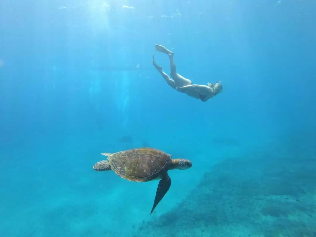 レンボンガン島・ペニダ島 スキューバダイビング体験（認定ダイバー向け）