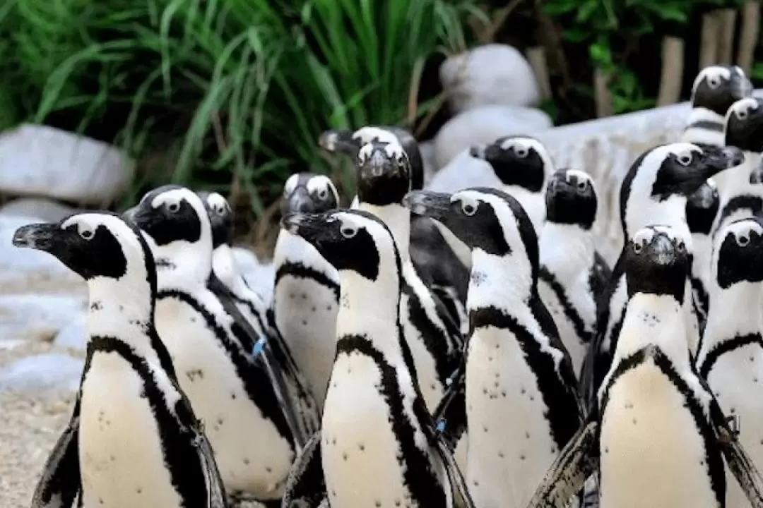 羅馬畢歐帕可野生動物園門票