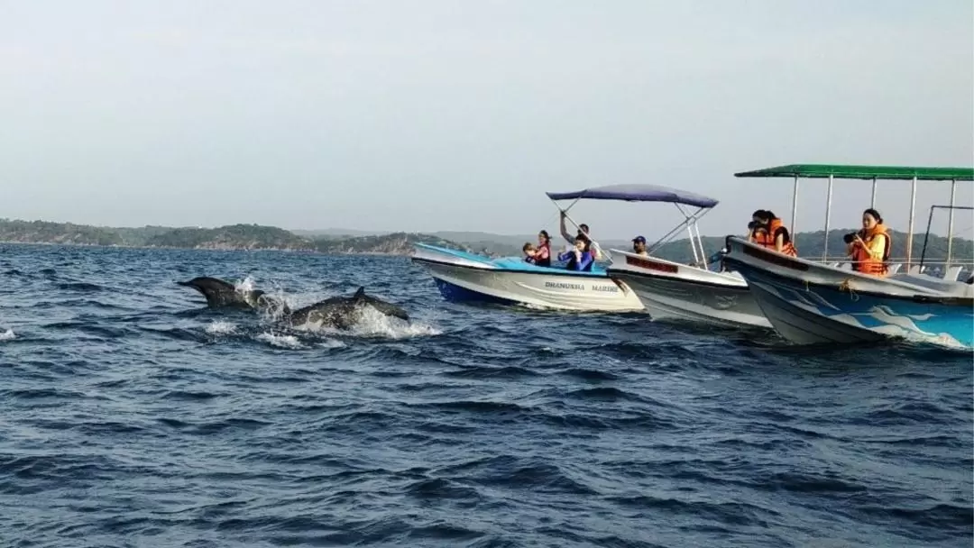 クジラ・イルカウォッチング体験（トリンコマリー）