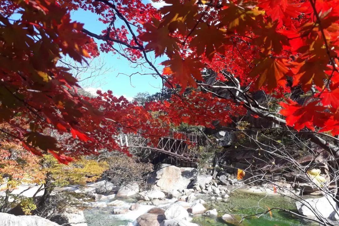 Seoraksan / Nami Island / Alpaca World / Garden of Morning Calm