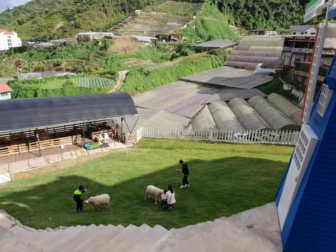 金马伦高原绵阳农场（The Sheep Sanctuary）门票