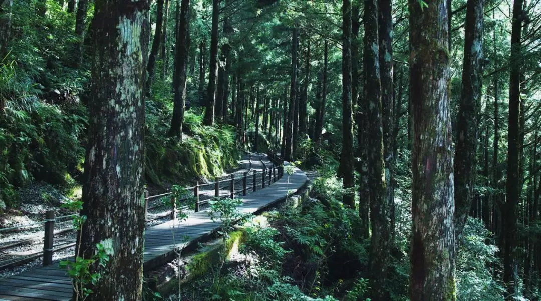 太平山・鳩之沢温泉 日帰りツアー（宜蘭発）