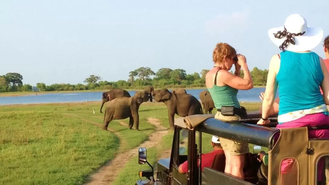 ミンネリア国立公園 サファリドライブ（トリンコマリー発）