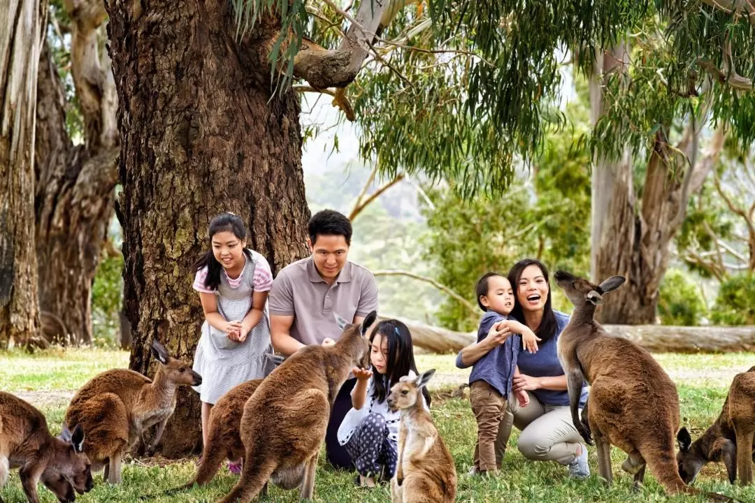 Penguin Parade and Kangaroo Feeding Tour in Phillip Island