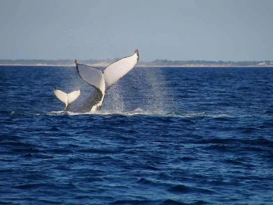 Broome Whale Watching Cruise