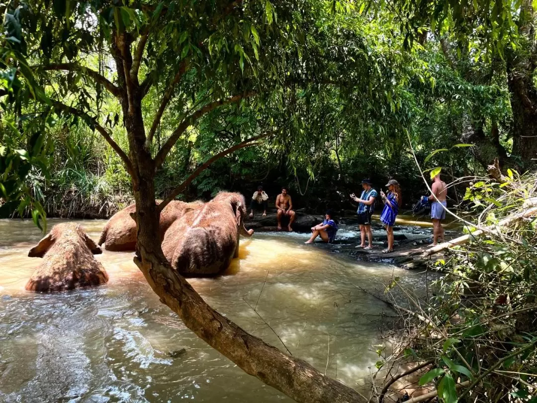 Elephant Sanctuary in Chiang Mai by Elephant Dream Project