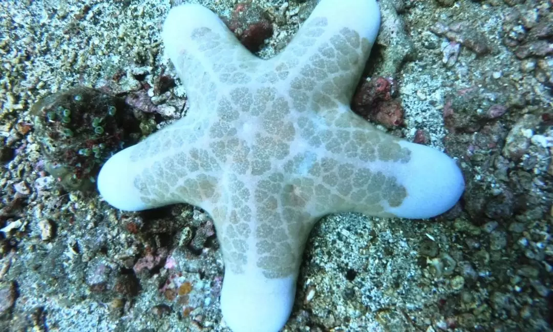 발리 펀 다이빙 (자격증 필요 / Bali Diving)