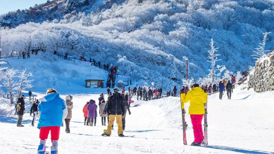 Yongpyong, O2, High One,Phoenix,Alpensia , Ski Resort  Private Car Charter from Seoul