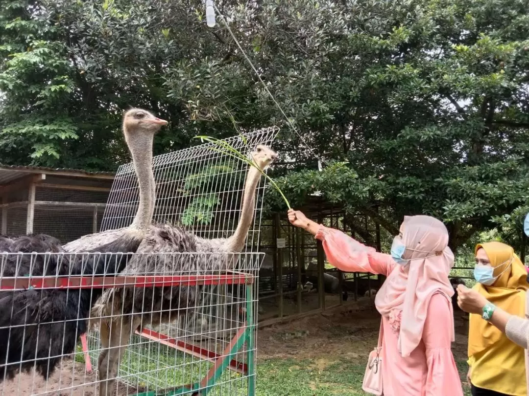 馬來西亞波德申鴕鳥園（PD Ostrich & Pets Show Farm）門票