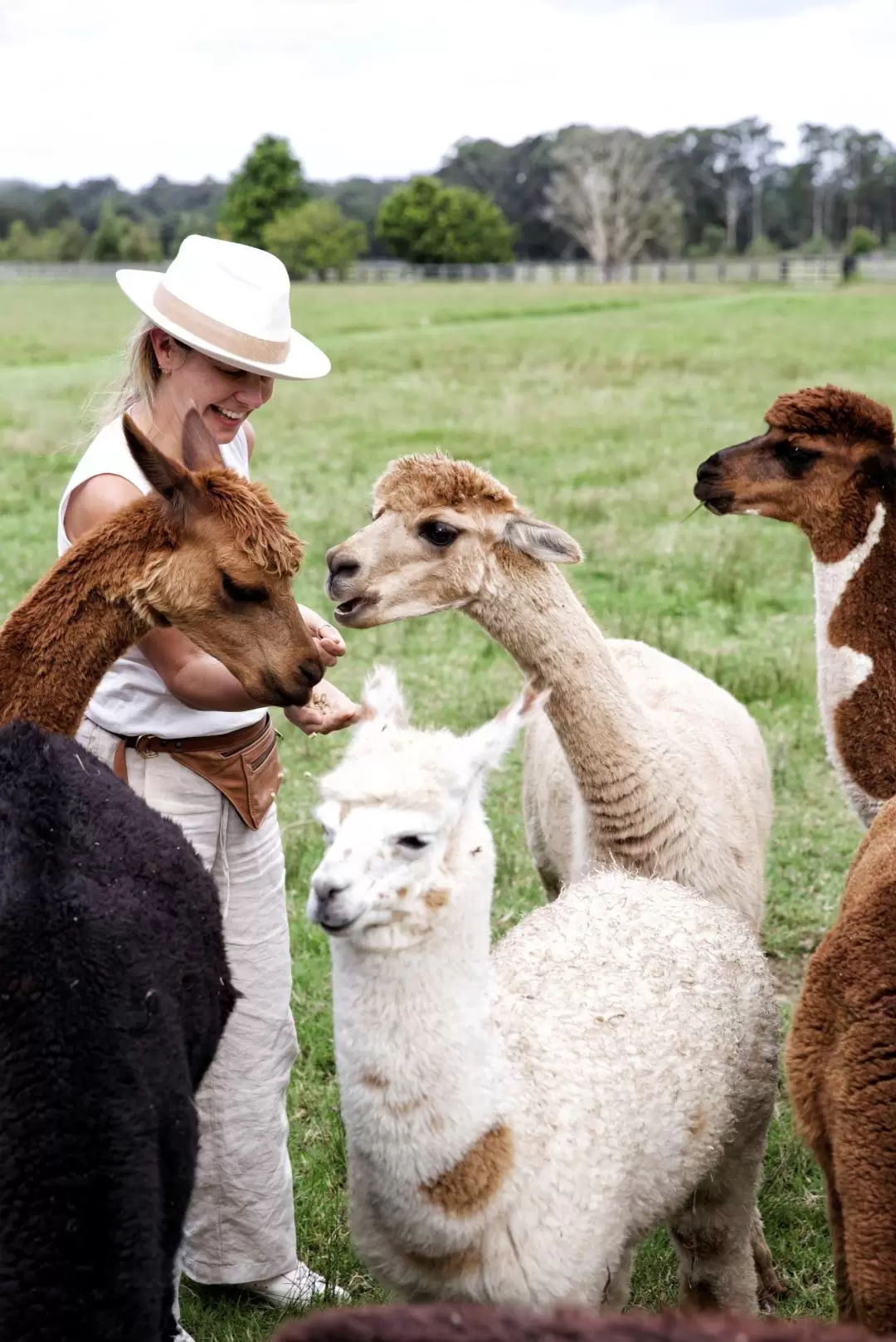 Iris Lodge Alpacas and Farm Animal Feeding Experience