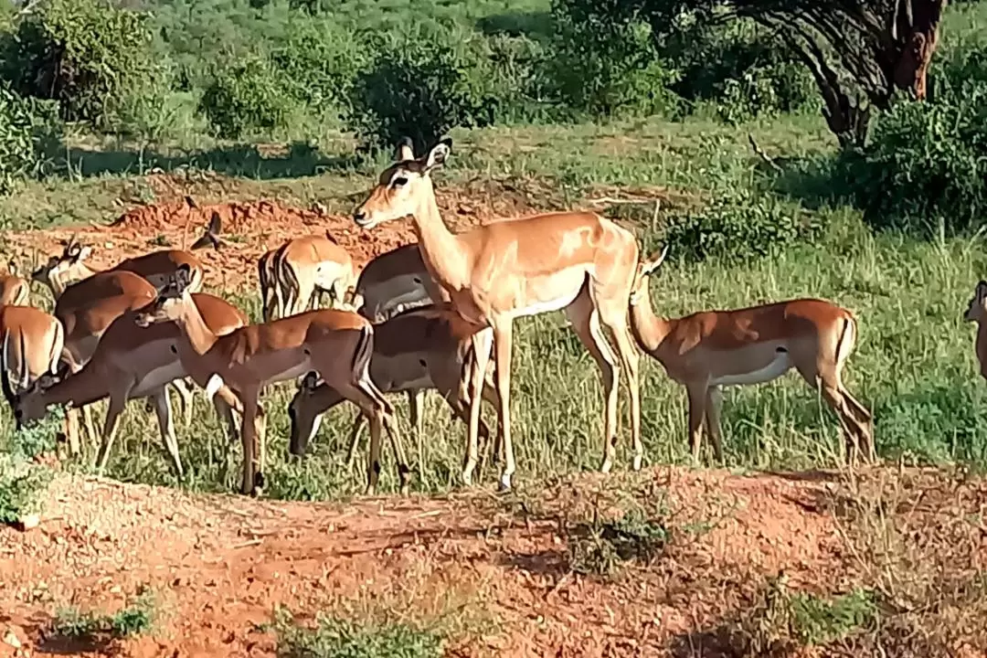 2D1N Tsavo East Safari Tour