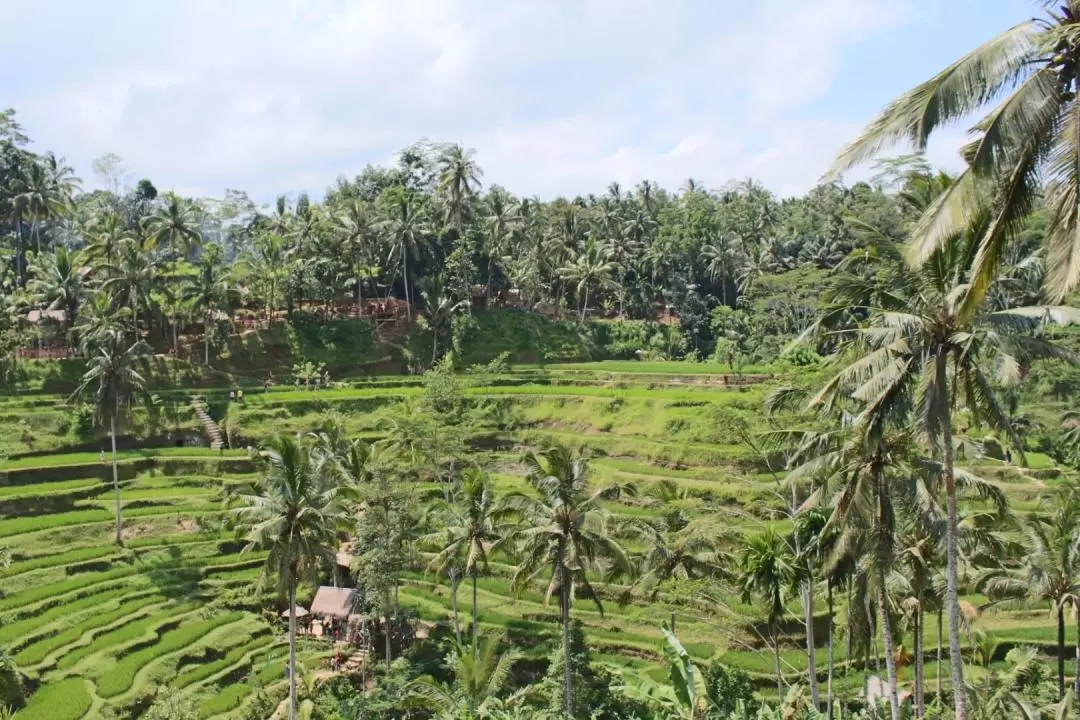 Ubud Monkey Forest and Tegalalang Private Trip