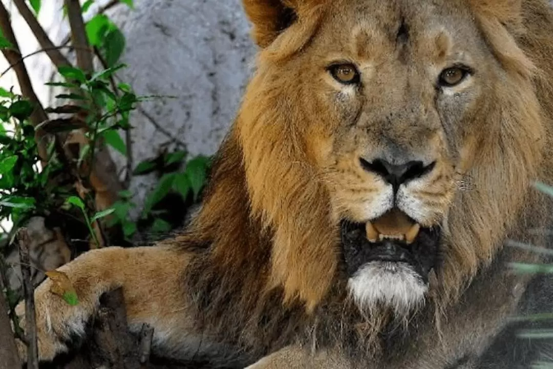 羅馬畢歐帕可野生動物園門票