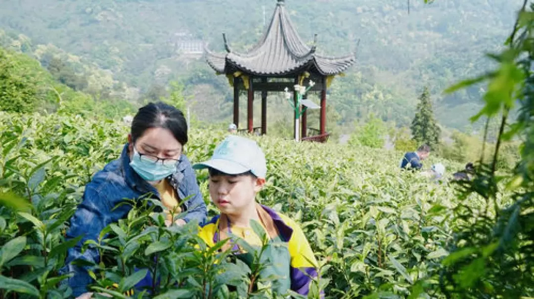 Anji Songming Tea Expo Park